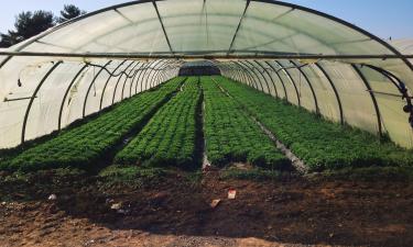 Советы садоводов: как обеспечить оптимальные условия в теплице ночью для растений