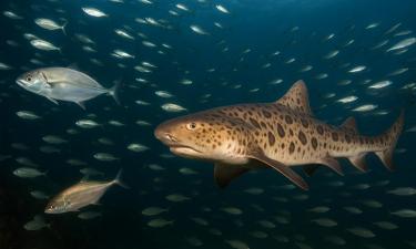 Групповое поведение выявляет характер рыб — исследователь Ифремер Мари-Лор Бегу