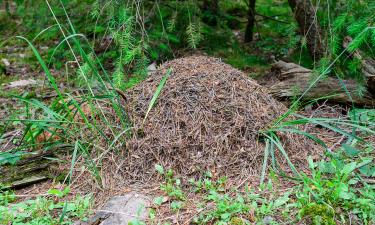 Суперколония аргентинских муравьёв насчитывает сотни миллиардов особей — Earth