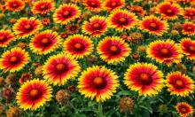 Секретная звезда клумбы: редкий многолетник цветёт даже в +35 без ухода и полива