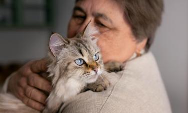 Звук мурлыканья стал популярным способом релакса — сервис Purrli