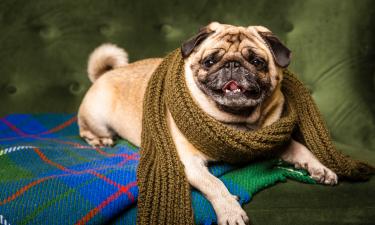 У каждого второго пса нашли неожиданную родословную: вы не поверите, кто его прадед