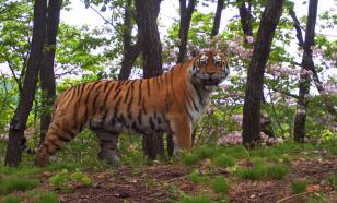 "Вышел и стал рычать": амурский тигр загнал на дерево грибников в Приморье