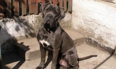 Кане-корсо напал на женщину с терьером в Петрозаводске