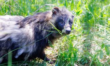 Животные считают города новой средой обитания — National Geographic