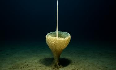 Стеклянную губку нового рода обнаружили на глубине 2000 м в Тихом океане — NOAA