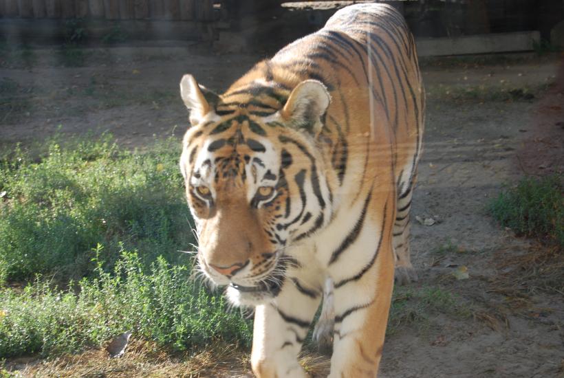 Амурский тигр (40220007525)