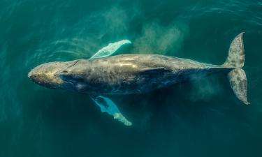 Косатки изматывают китов координированными атаками — данные наблюдений 2021 года