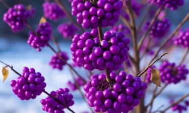 Декоративный куст красивоплодника сохраняет ягоды всю зиму