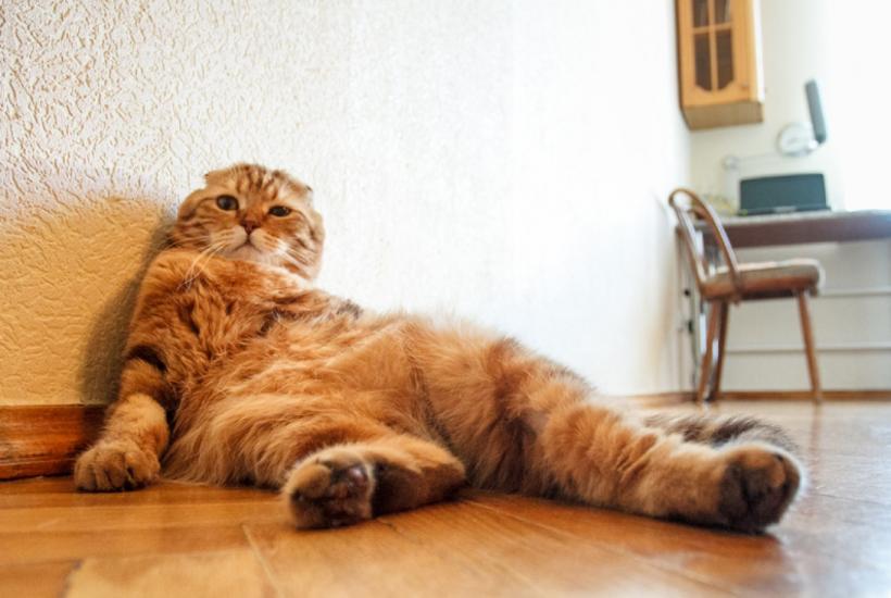 Толстый кот