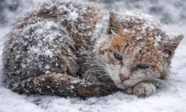 Кот лишился уха в попытке согреться в моторе — приют Мичигана