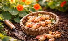 Старинный корнеплод снова в моде — растёт без капризов и удивляет вкусом зимой