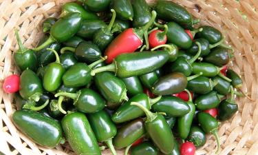 Халапеньо показал устойчивость к комнатному выращиванию — по данным "Ботанички"