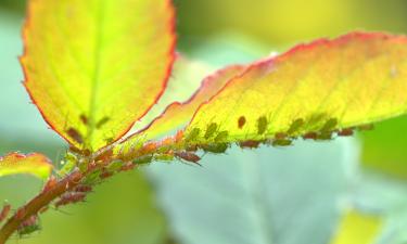 Медвяная роса тли формирует сажистый налёт, по данным Mein schöner Garten