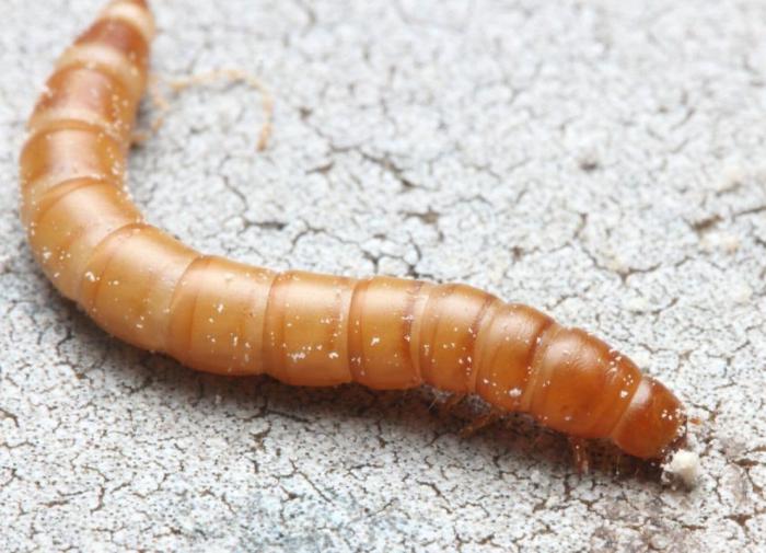 Молоко из червей: в Европе перешли на новое производство