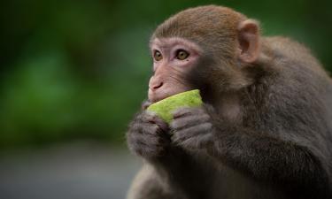 Хомяк пьёт вместо воды, колибри — на нектаре с градусами: как звери выживают благодаря алкоголю