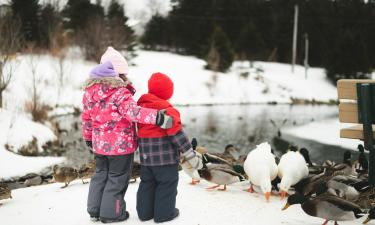 Морозы в Подмосковье осложнили зимовку водоплавающих птиц — Минэкологии