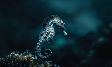 Самцы морских коньков вынашивают эмбрионы 24 дня — National Geographic