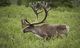 Guardian: в США у самца оленя найден опасный для людей "зомби-вирус"