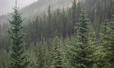 2026 год — год возрождения: что ждет Курскую область после боевых действий