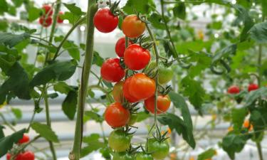 Как заготовить черенки помидоров для зимовки — советы садоводов