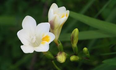 Фрезия успешно адаптируется к разным климатам, сообщает Ciceksel