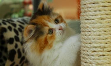 Аромат мелиссы и мяты привлекает кошек к новым аксессуарам