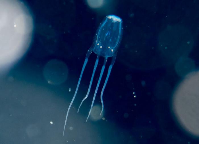Ученые готовятся к запуску киборгов-медуз