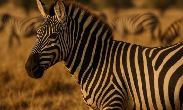 Биологи подтвердили: базовый окрас зебры — чёрный, полосы появляются позже