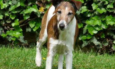 Фокстерьер склонен к погоне из-за охотничьего инстинкта — кинологи