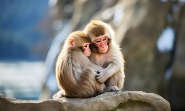 80% приматов носят умерших детей на руках — учёные из Лондона