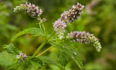 Высушенные листья быстро теряют аромат на солнце по сведениям агрономов