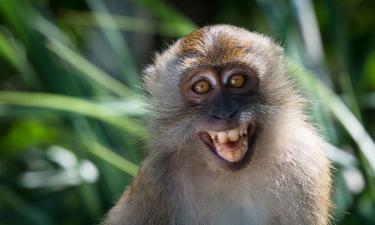 У 65 видов животных выявили аналоги человеческого смеха — Naked Science