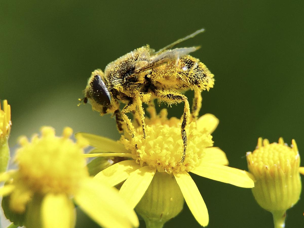 Тайна спасения пчел: что нужно посадить в городе, чтобы спасти пчел и улучшить урожай