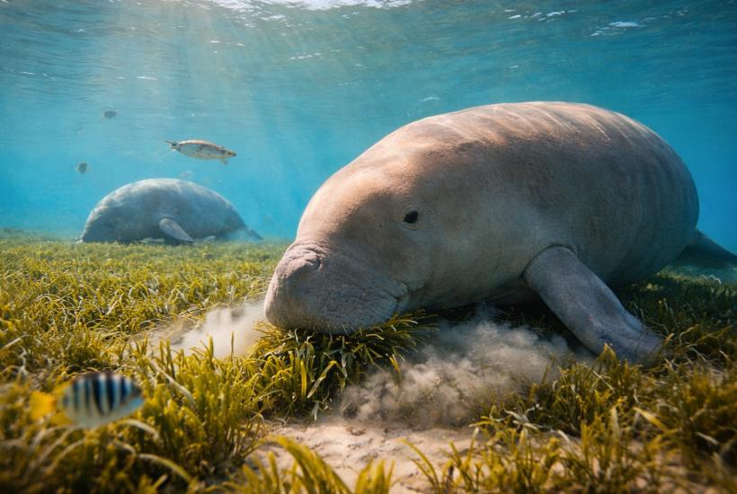 Морская корова
