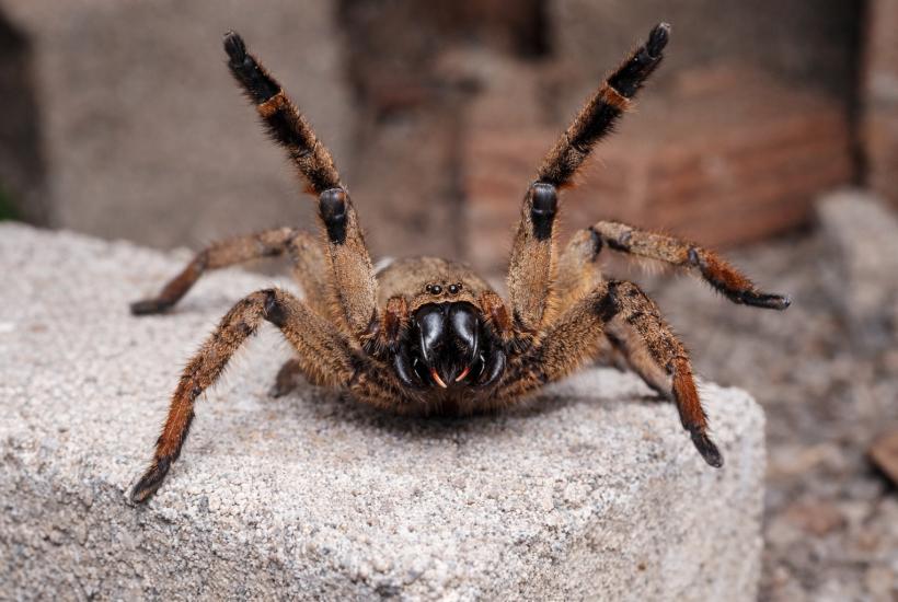 Паук на бетонном блоке