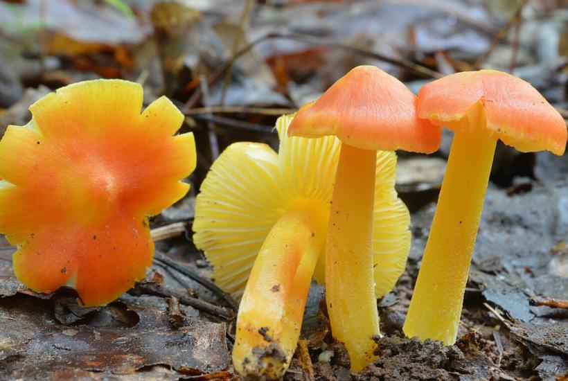 золотистый восковик