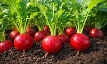Сорта редиса Жара, Французский завтрак и Рудольф F1 подходят для редкого полива