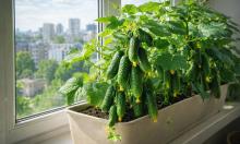 Огурец "Балконное чудо 3 F1" дает до 12 кг с одного куста