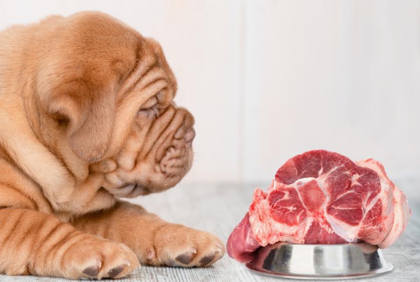 pet-friendly