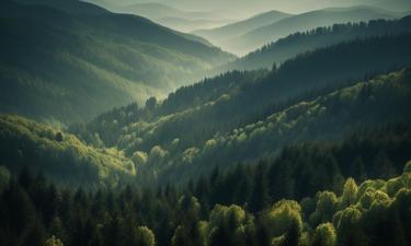 В тропиках деревья пошли в гору: почему вершины со временем могут стать зелёными