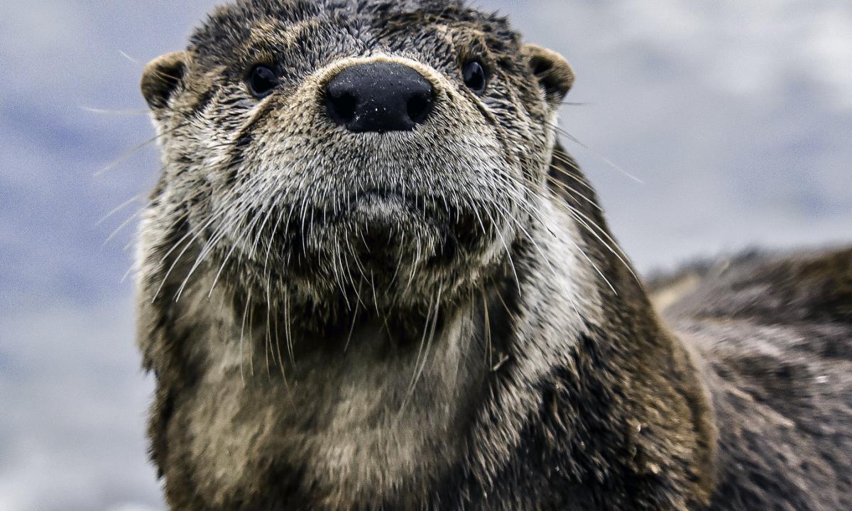 Немецкие ученые рассказали, на каком языке говорят животные