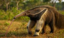 Гигантский муравьед занесён в Красный список МСОП как уязвимый вид