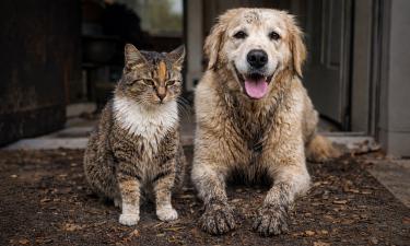 С прогулки — не только грязь: какую опасную заразу питомец может принести домой