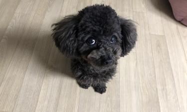 Шерсть карликового пуделя почти не имеет запаха, но требует ежедневного ухода