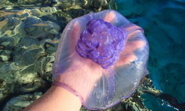 Одна ошибка после встречи с медузой — и боль усиливается в разы