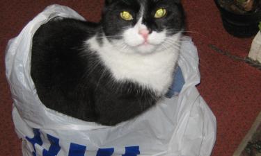 Шуршание материала запускает у зверей охотничий инстинкт