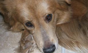 Житель Индии расправился с пожилой женщиной из-за лая её домашней собаки