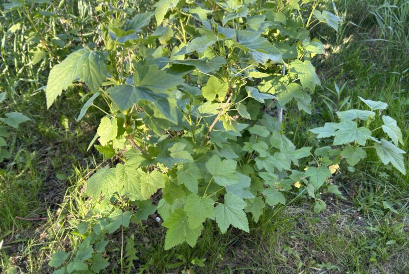 Куст смородины Куст смородины