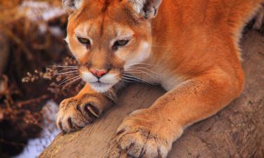 Как ученые спасают флоридских пантер от генетического вырождения